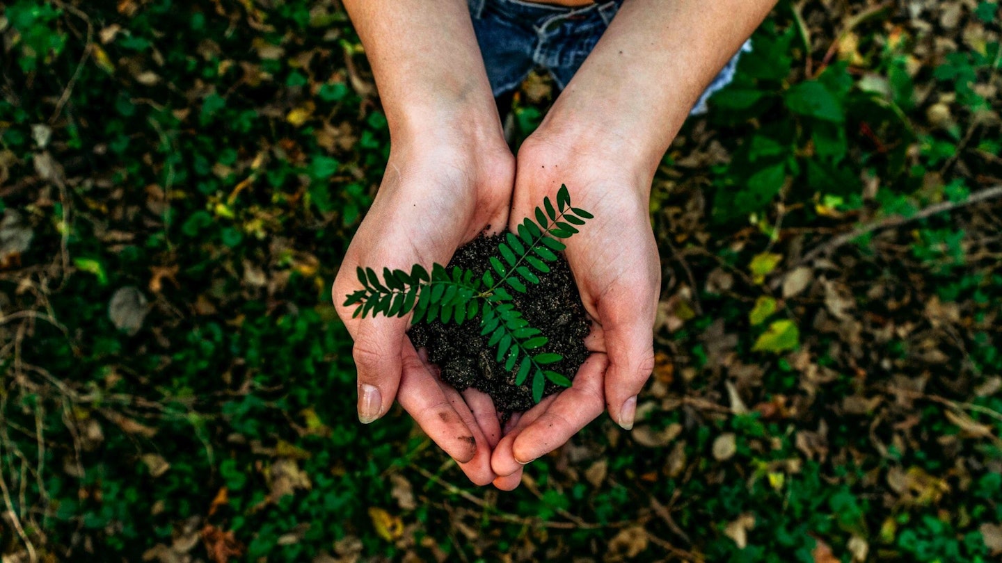Cupped hands holding a seedling plant