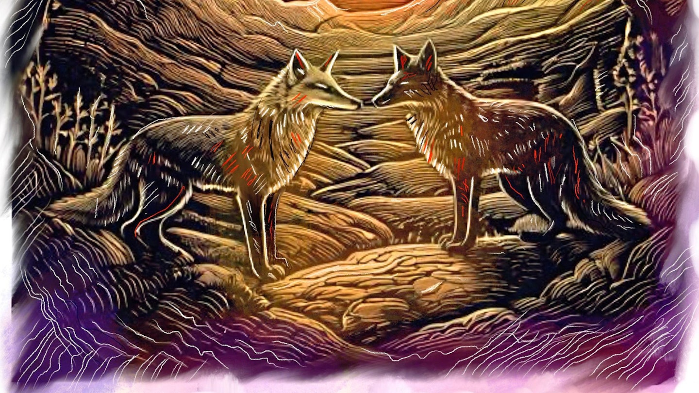 Foxes in the mountains