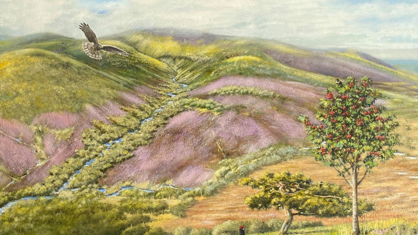 Skiddaw Forest rewilding project