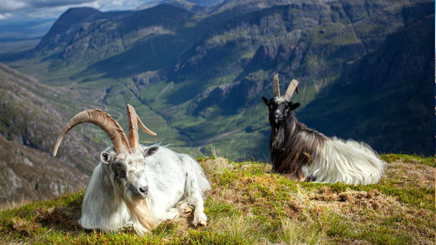 Wild feral goats on the Aonach Eagach ridge