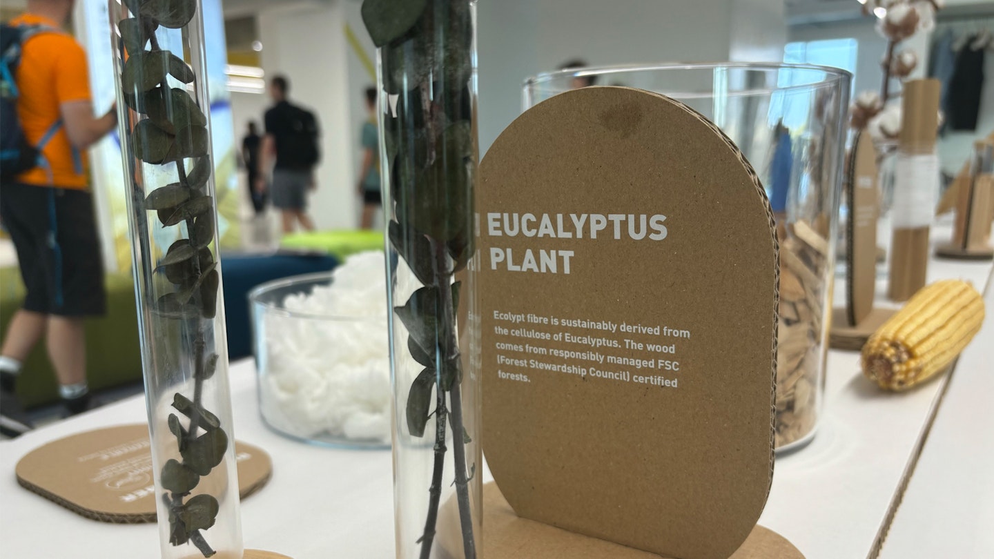 Eucalyptus plant at UYN