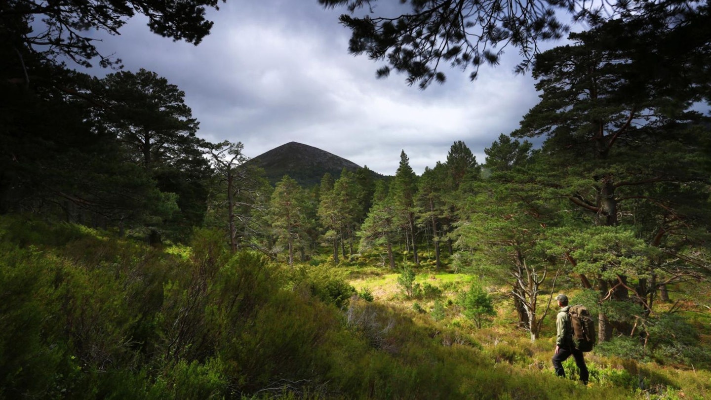 Walking in Rothiemurchus Forest, Aviemore, Cairngorms National Park
