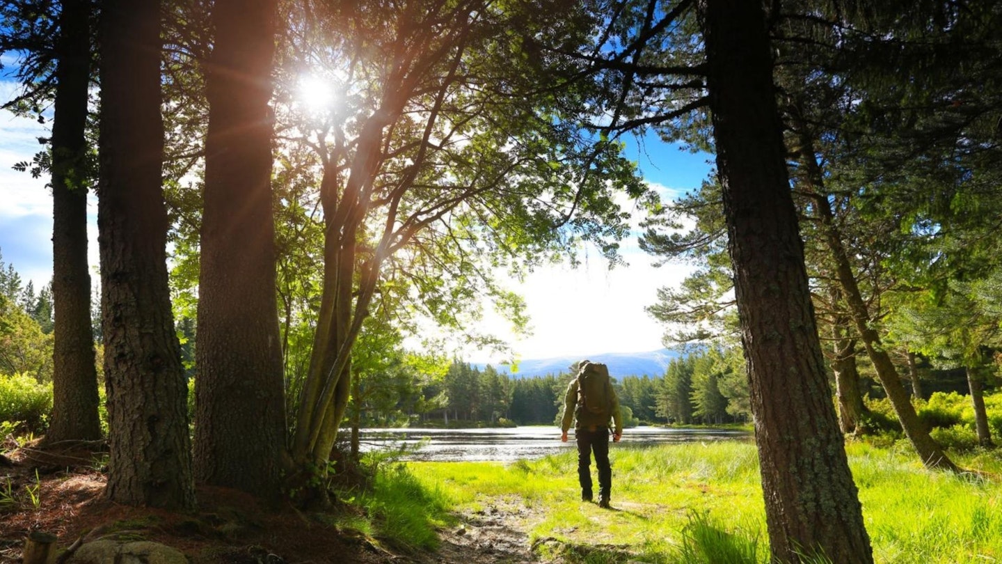 Walking in rothiemurchus forest near Aviemore