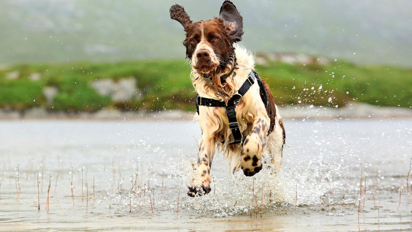 feature image of a springer spaniel for how to hike with dogs