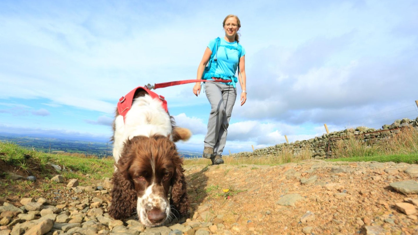 ground up shot of a dog being walked