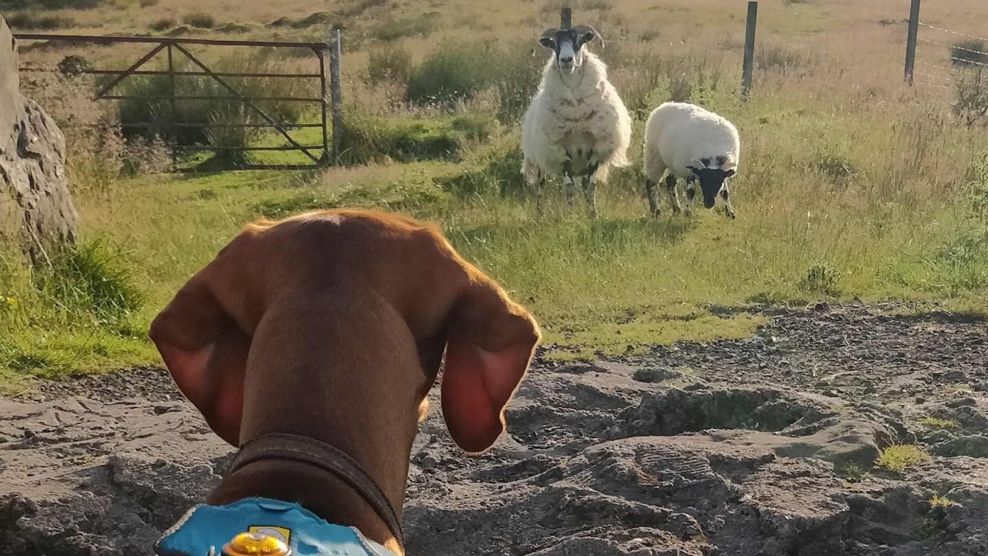 a dog looks at some sheep