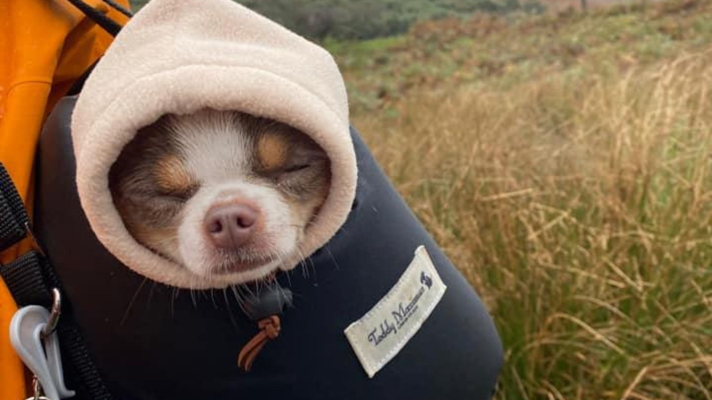 chihuahua asleep in a bag