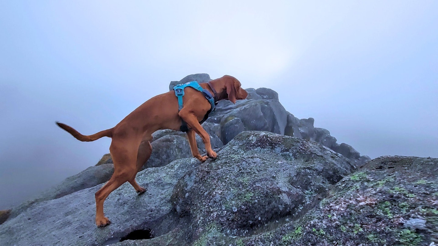 A dog on a boulder in the rain