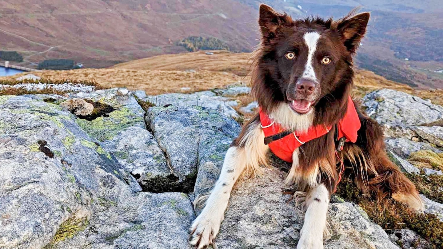 Koda the collie looks at the camera