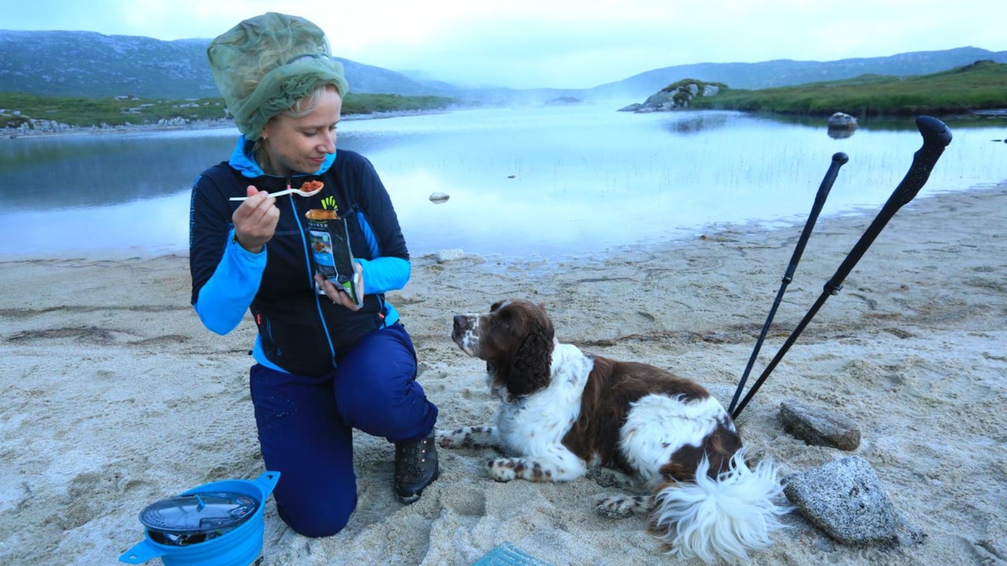 springer spaniel looks for food