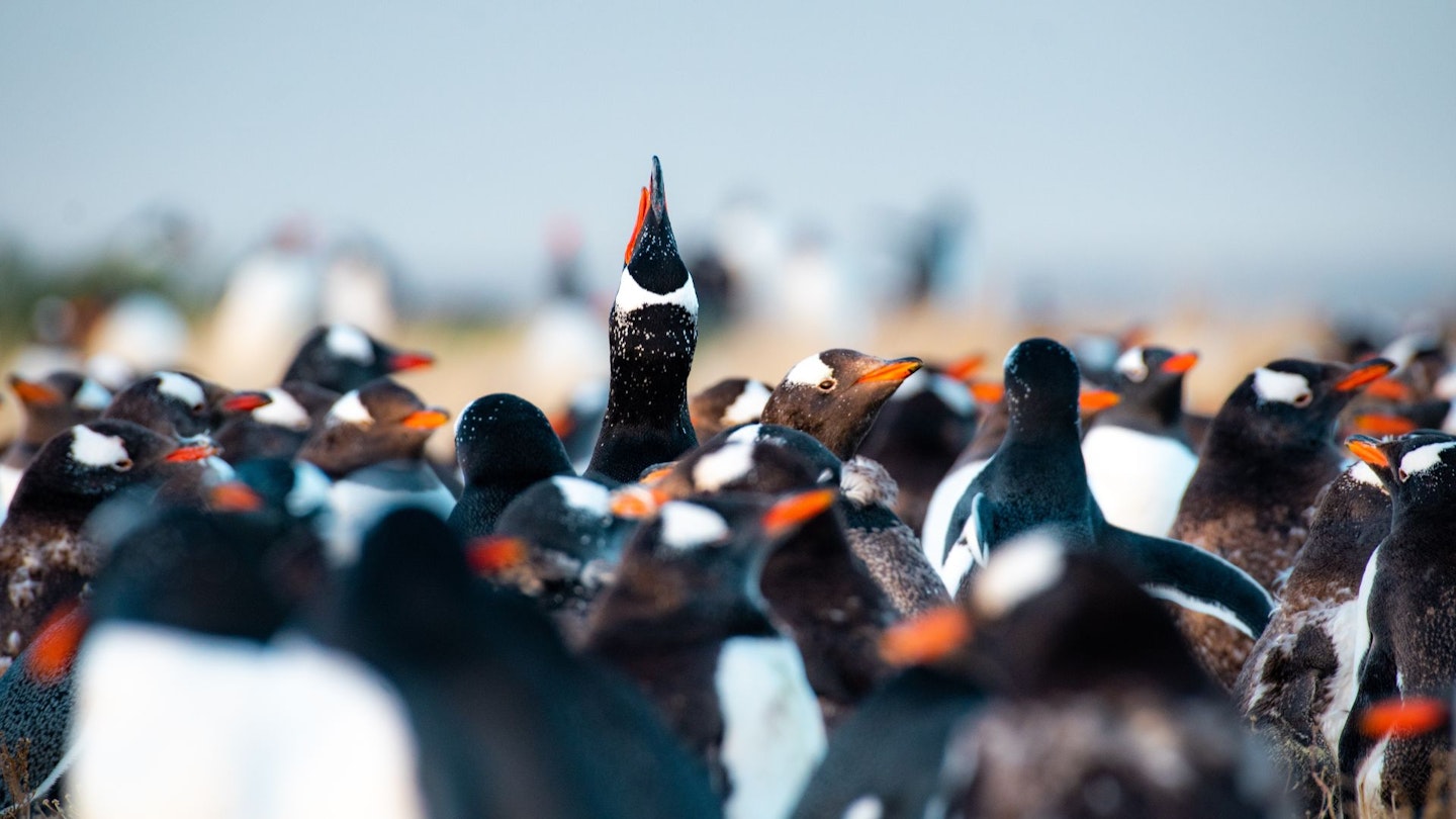 Falkland Islands wildlife