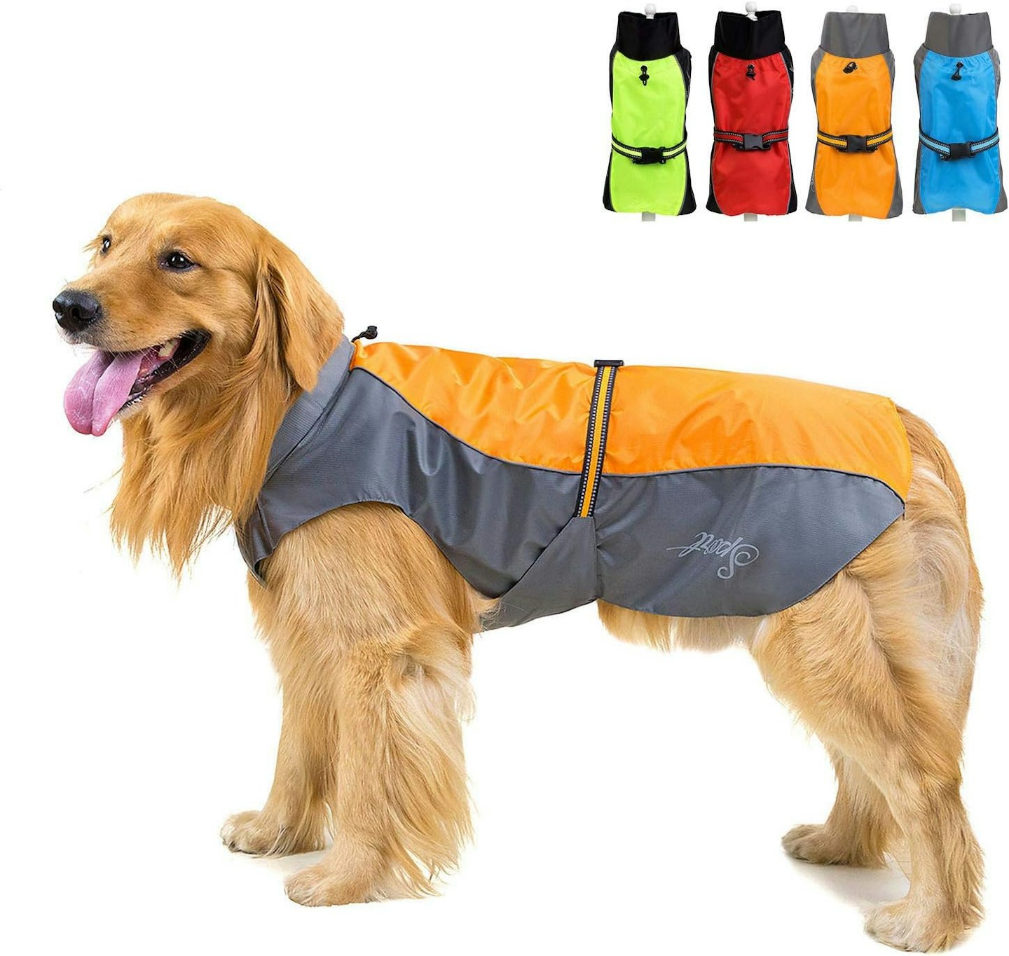 labrador wearing a waterproof jacket