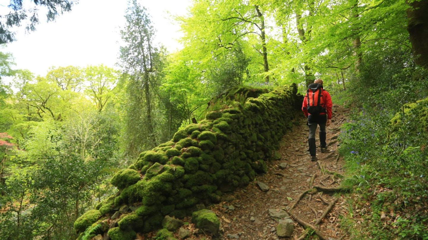 Footpath through woodland on way up Helm Crag Lake District