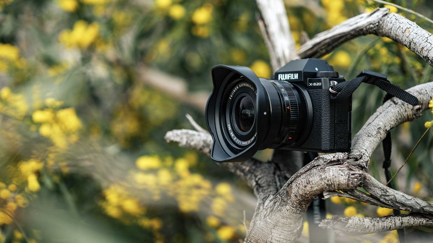 Fujifilm X-S20 camera resting in a tree with yellow flowers