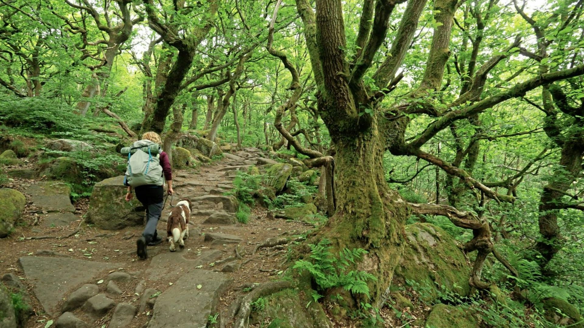 Bole Hill Wood, Padley Gorge, Peak District Peak to Pub Trail