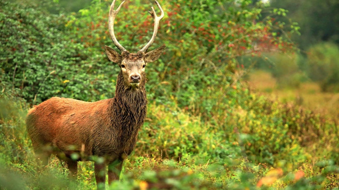 Some delicious looking wildlife