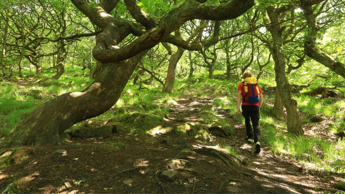 Bleaklow route through the trees