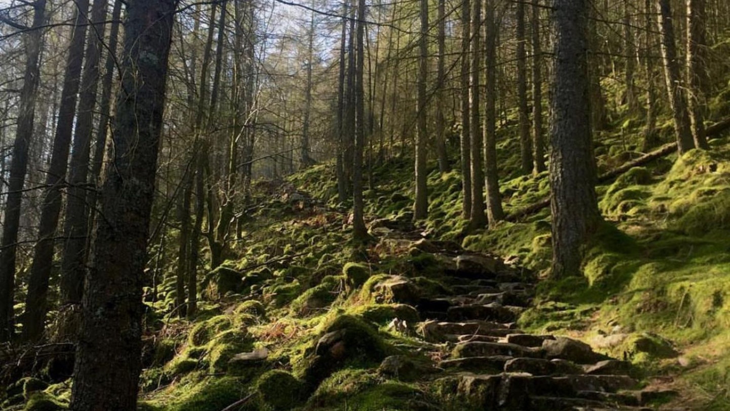 Ennerdale forest descent