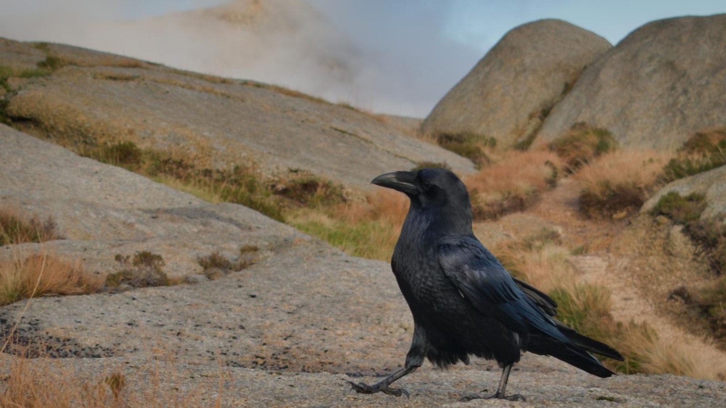 An inquisitive raven at The Saddle - Katie Featherstone