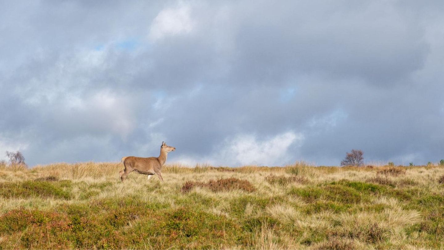 Deer at Longshaw