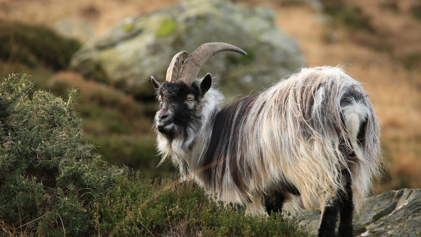 Feral Goats northern end of Cwm Tryfan on the eastern side