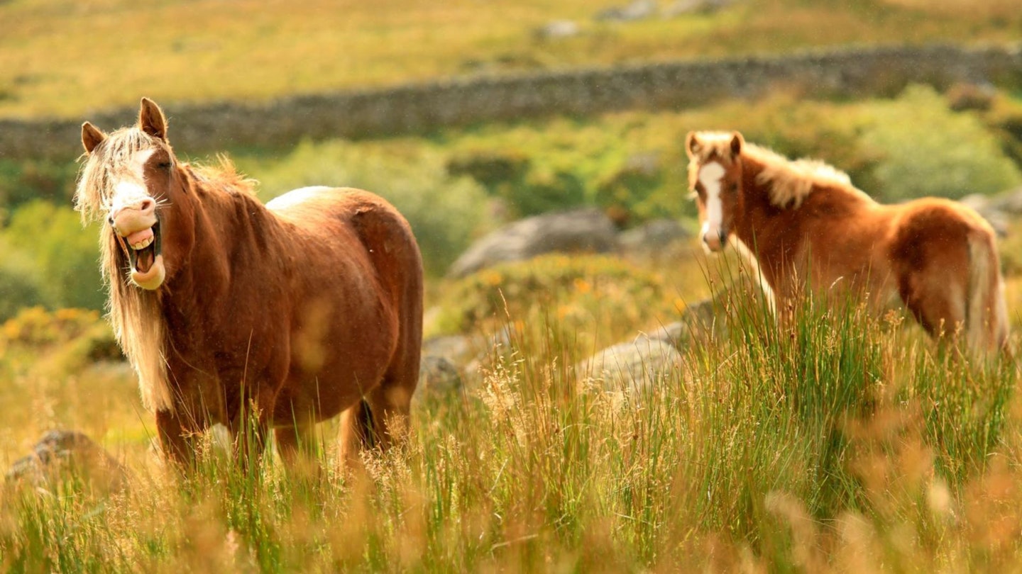 Ponies Cefn Coch Eastern Carneddau Snowdonia North Wales