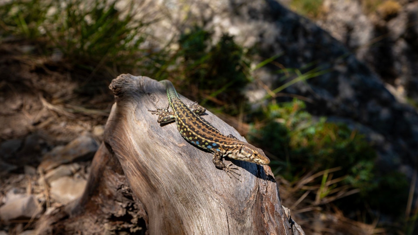 Corsica GR20 lizard on rock Day 1