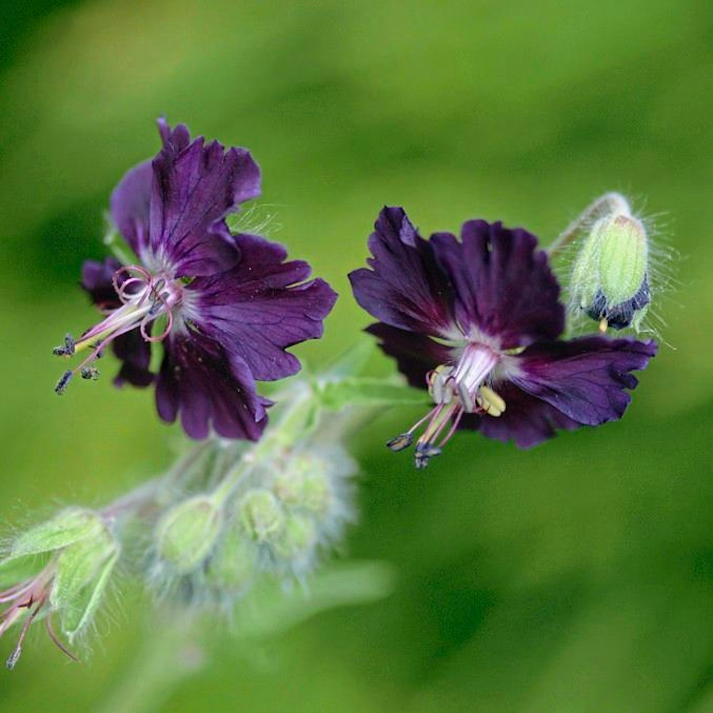 Dusky crane's bill plant