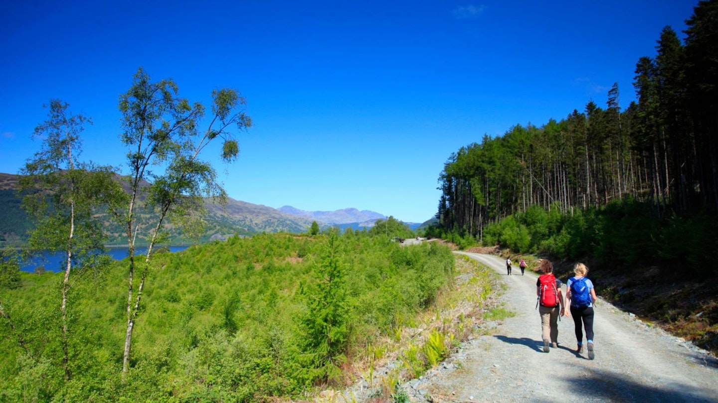 Walking through the forest above Rowardennan on the way to Ben Lomond Ben Lomond