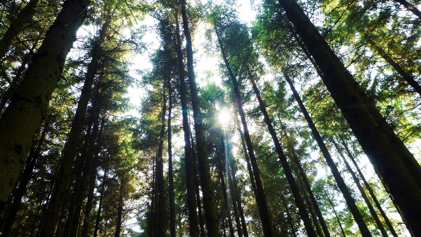 Whinlatter forest