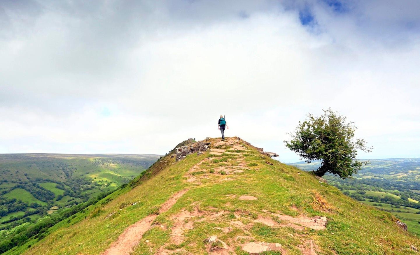 The cats back ridge