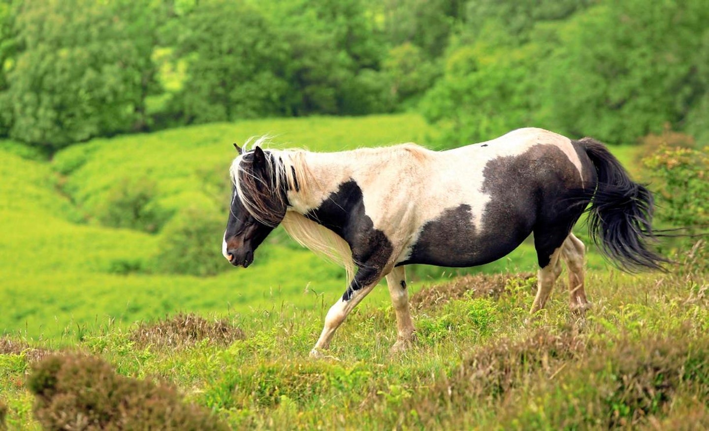 Welsh mountain ponies