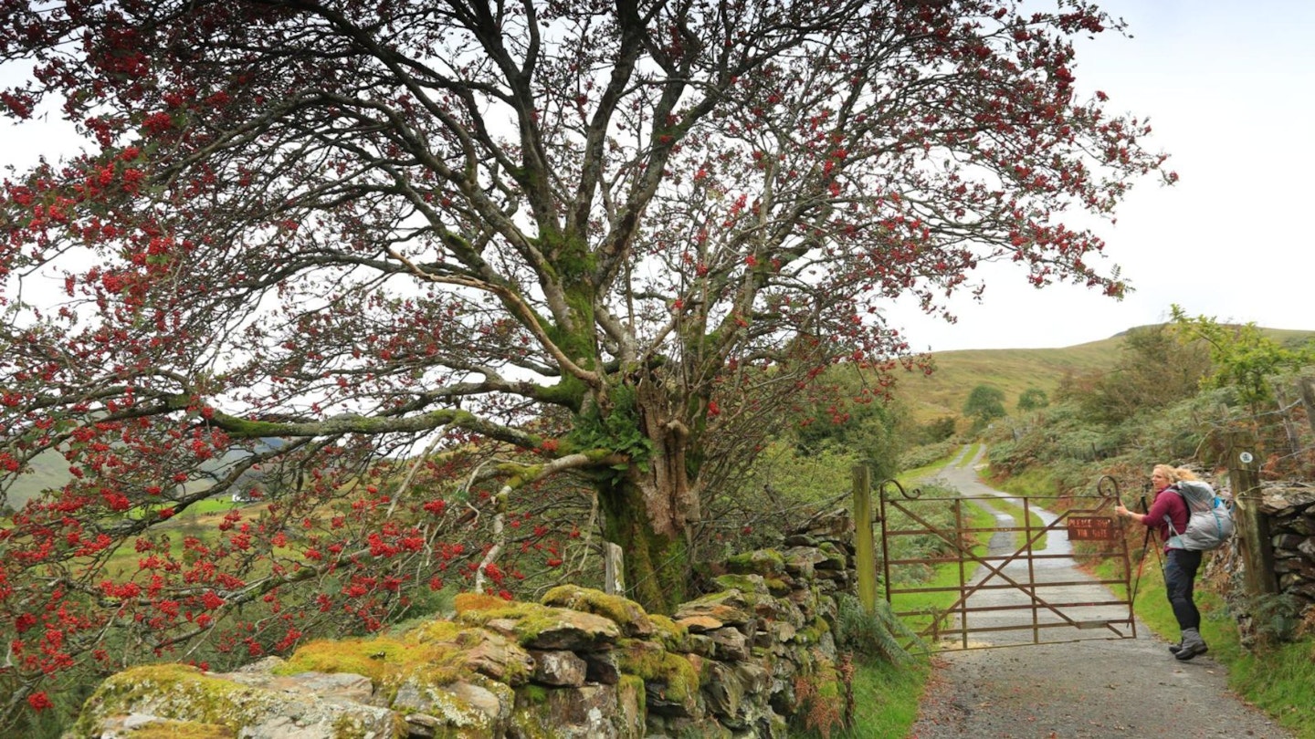 Rowan passed while heading towards Moel Eilio from Llanberis Snowdonia