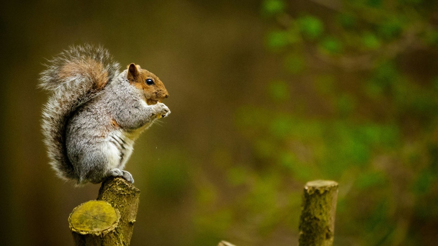 Shane Young on Unsplash but it's actually a photo of a squirrel