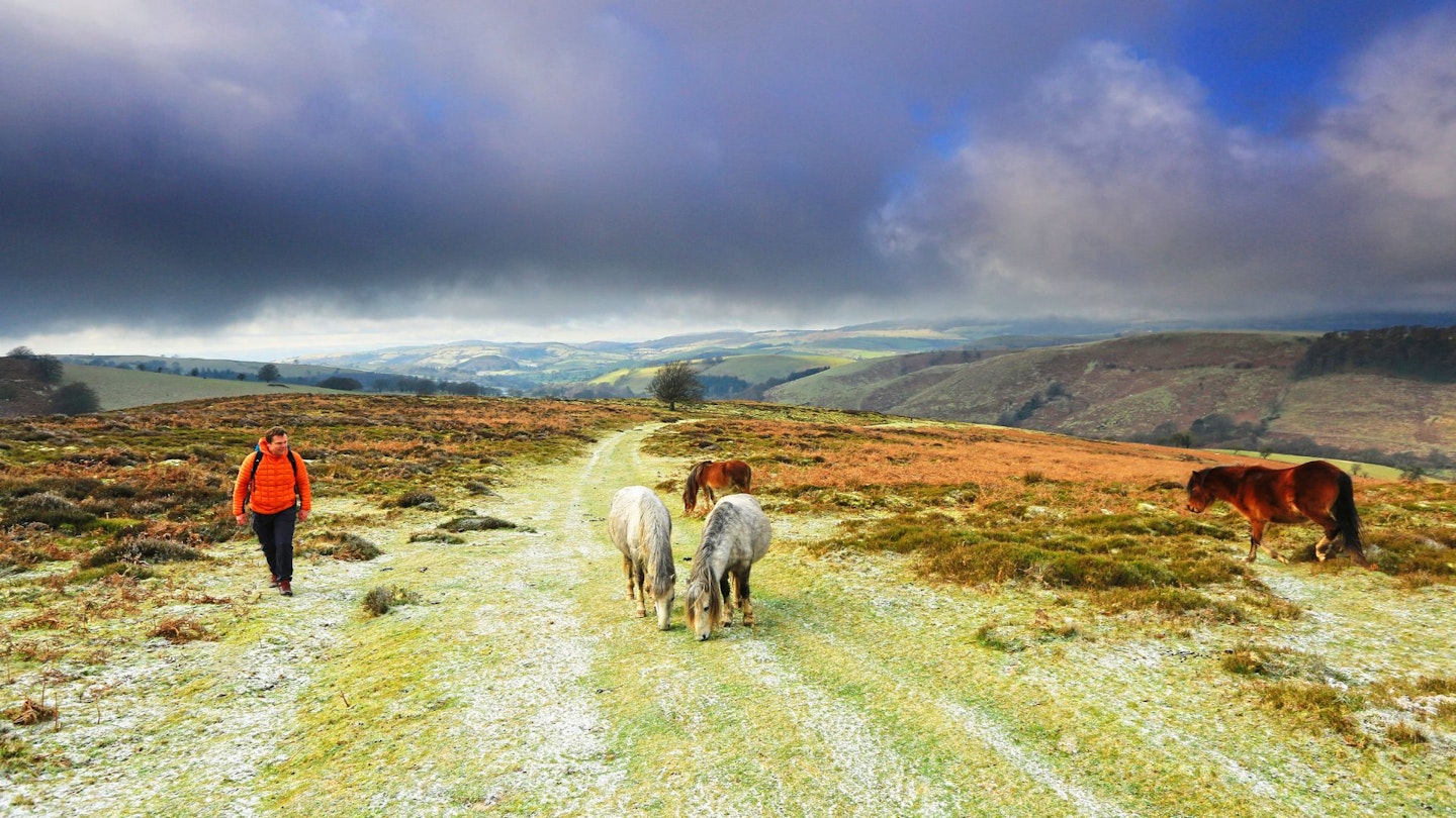 Ponies on the Long Mynd control the vegetation