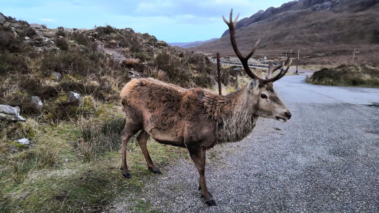 Calum the deceased beinn eighe deer