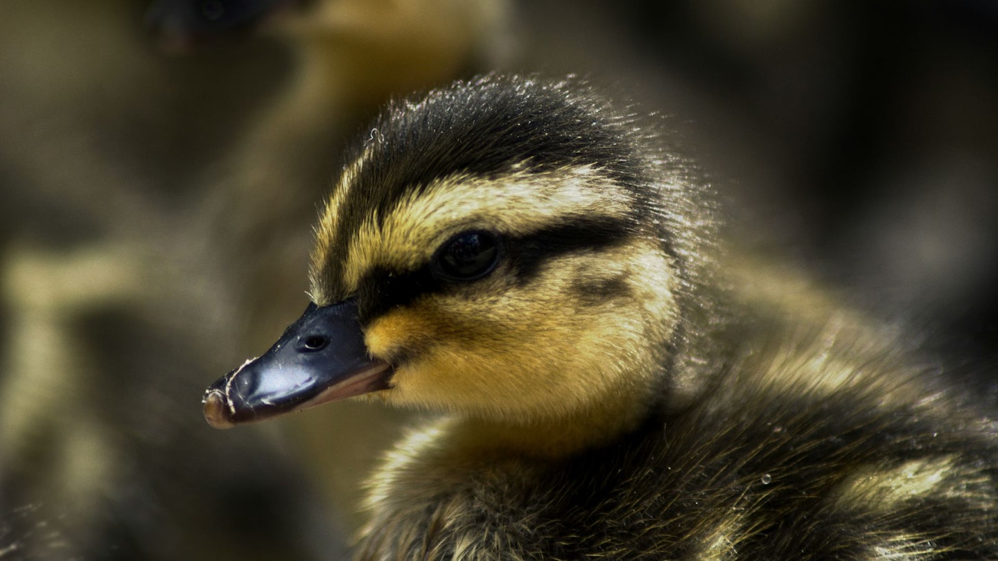 Stock photo of a duckling