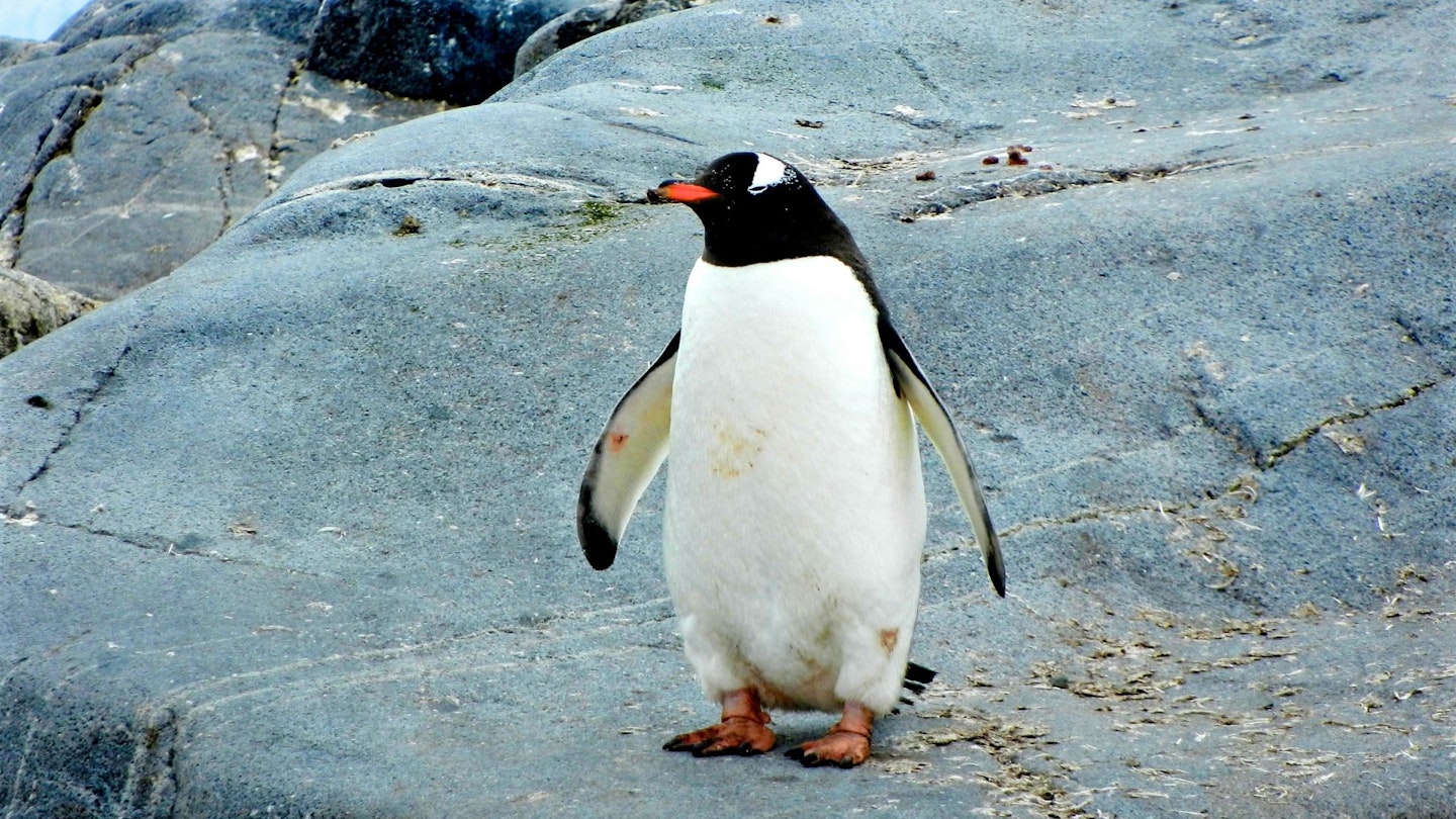 Photo by Jay Ruzesky on Unsplash but it's actually a penguin