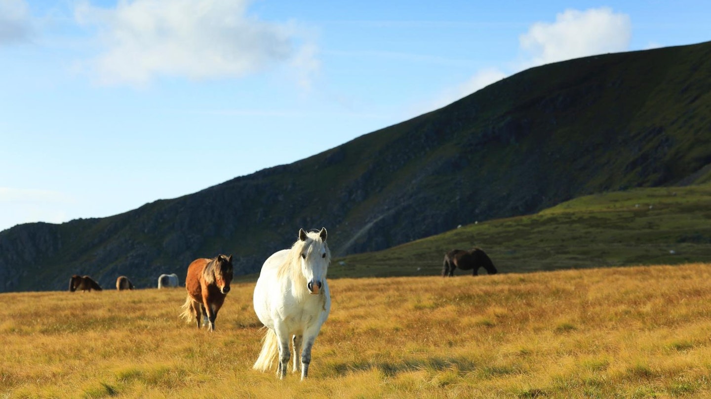 Foel Grach, wild ponies near the summit, Snowdonia