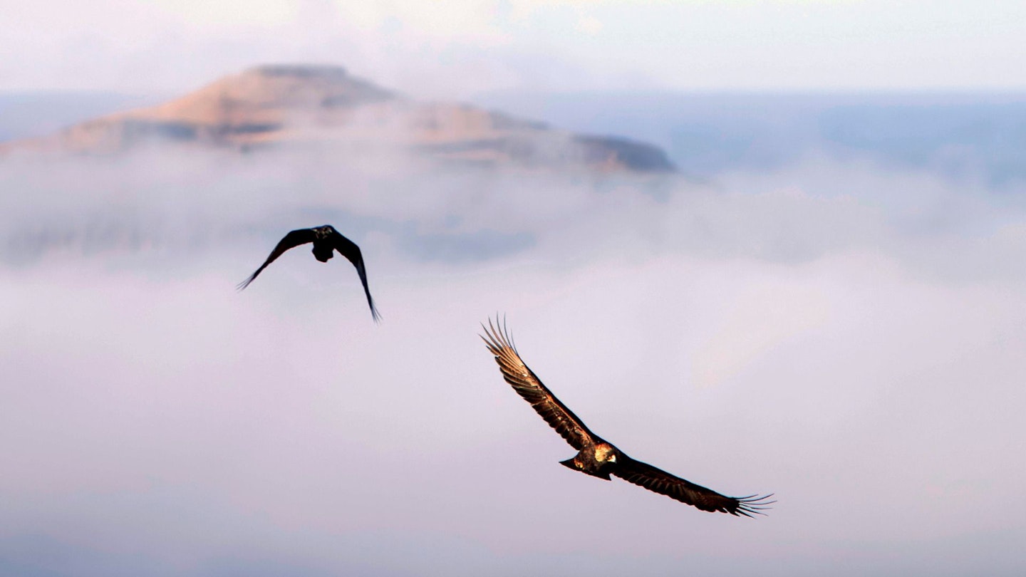 Eagles in the Cairngorms