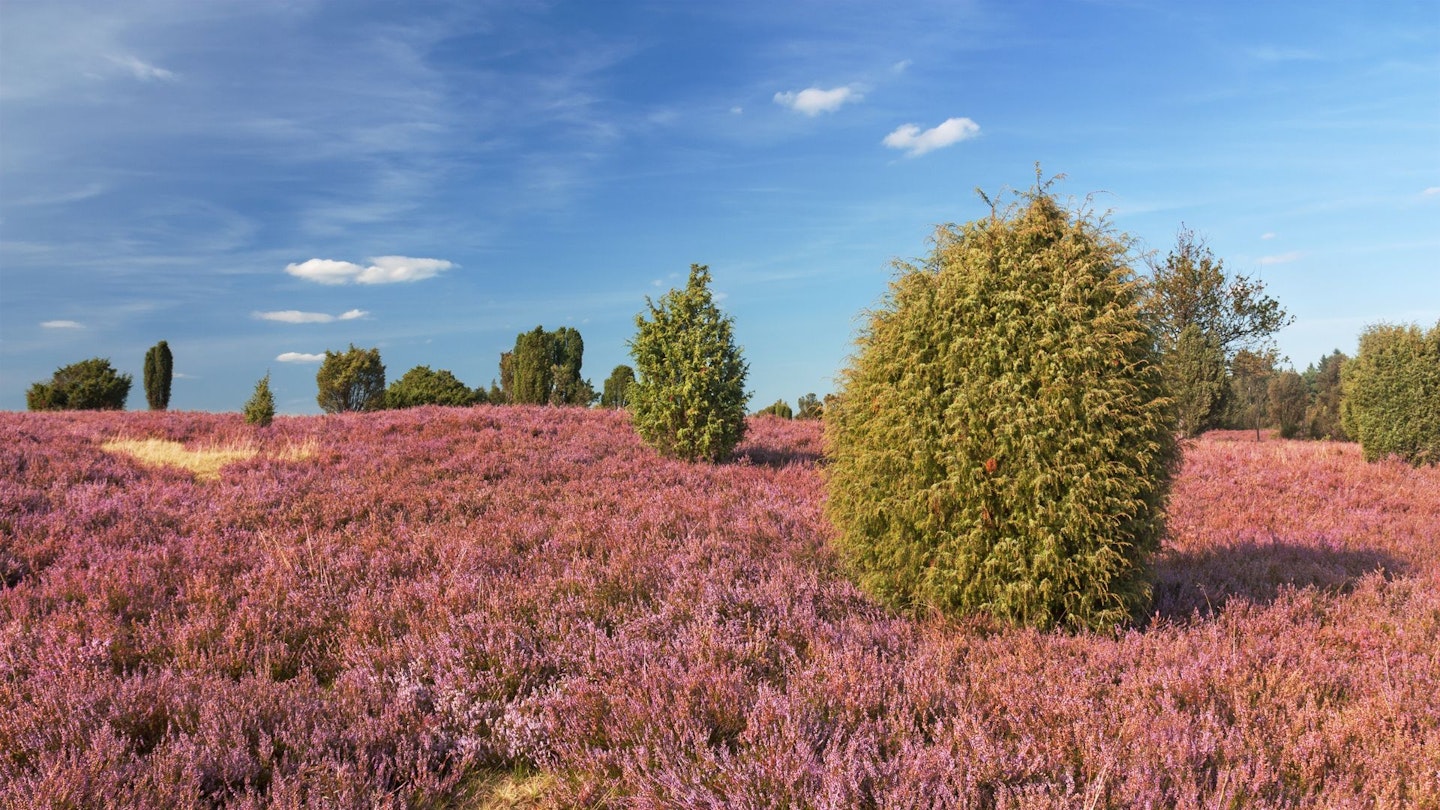 Juniper Tree