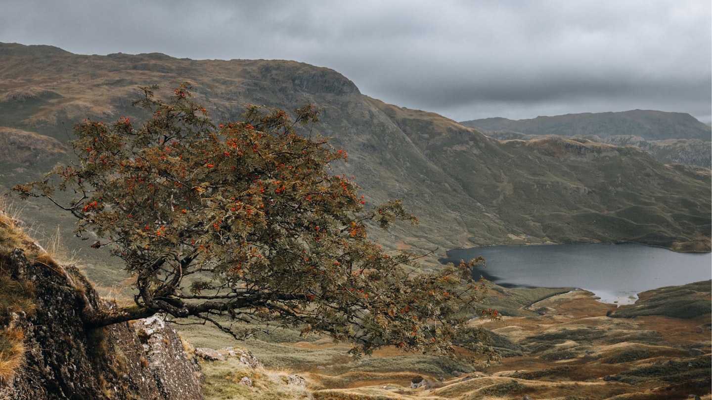 Rowan Tree