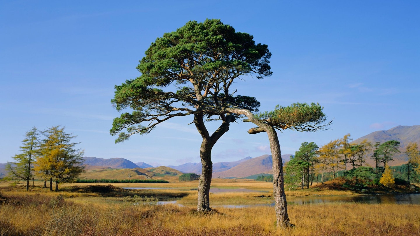 A Scots Pine tree