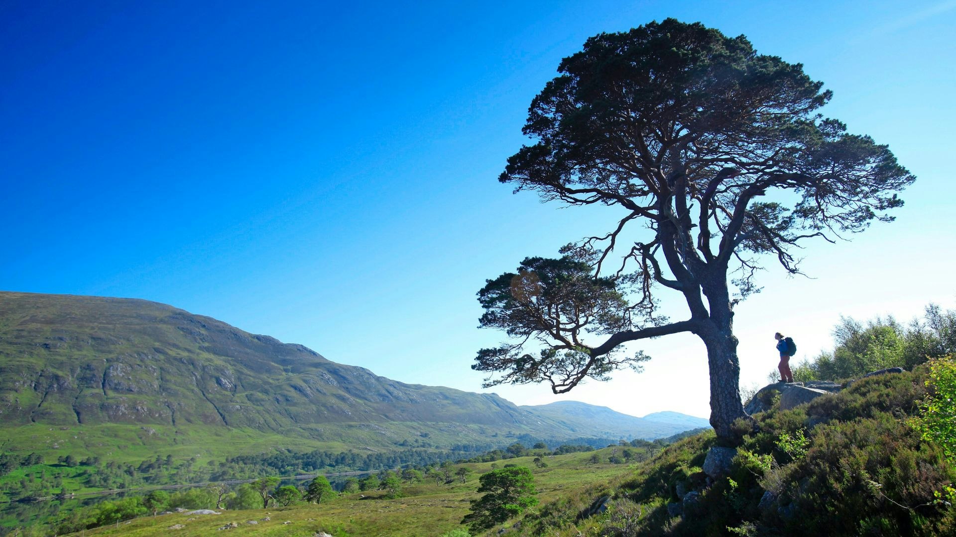 Montein Tree How to identify mountain trees while hiking