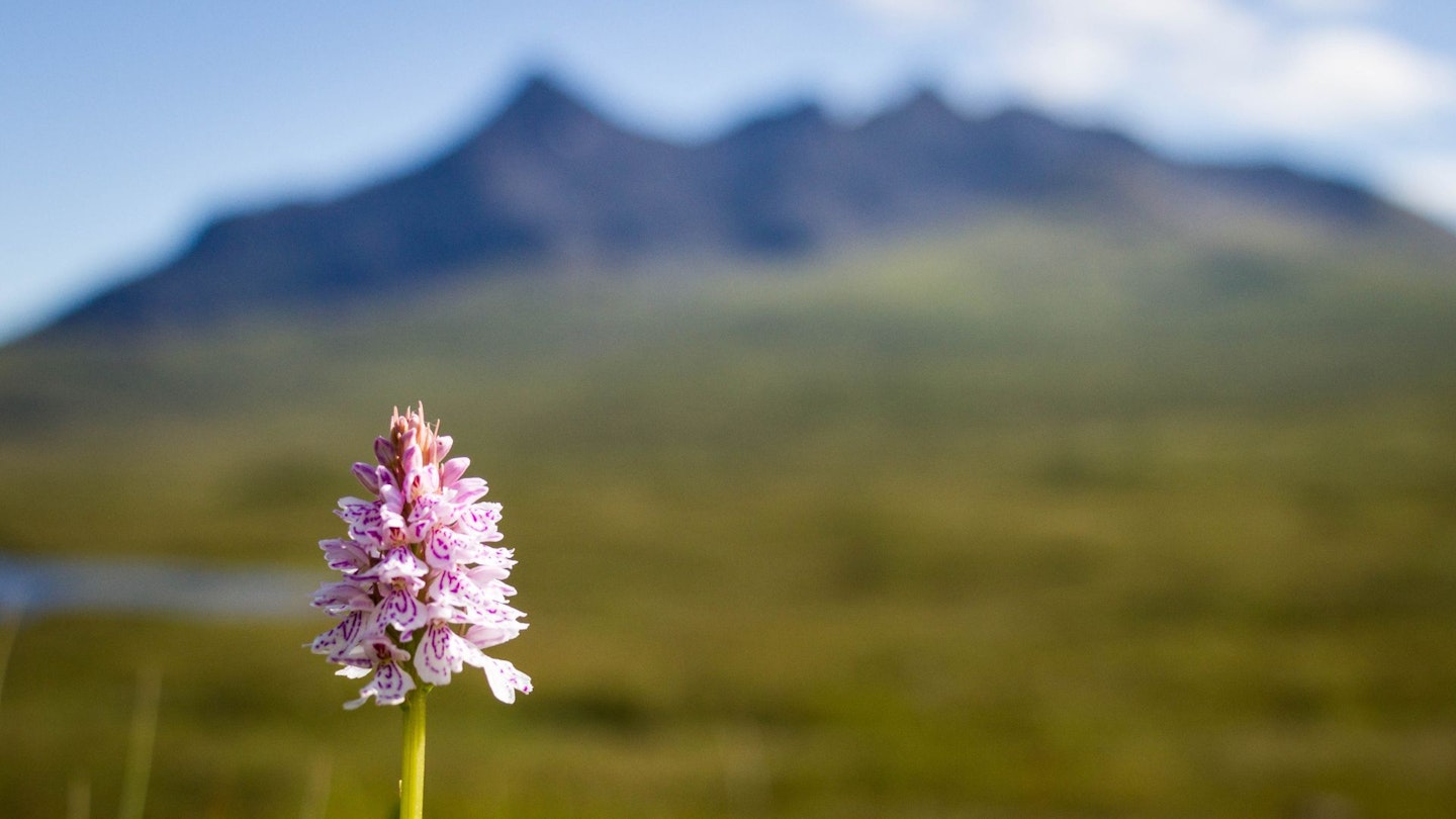 Sgurr nan Gillean Cuillin Ridge wildflower Skye from Sligachan