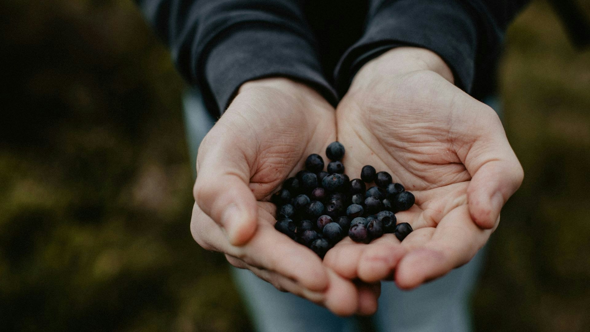 Foraged blueberries