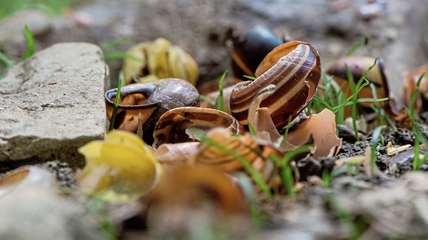 Snail shells