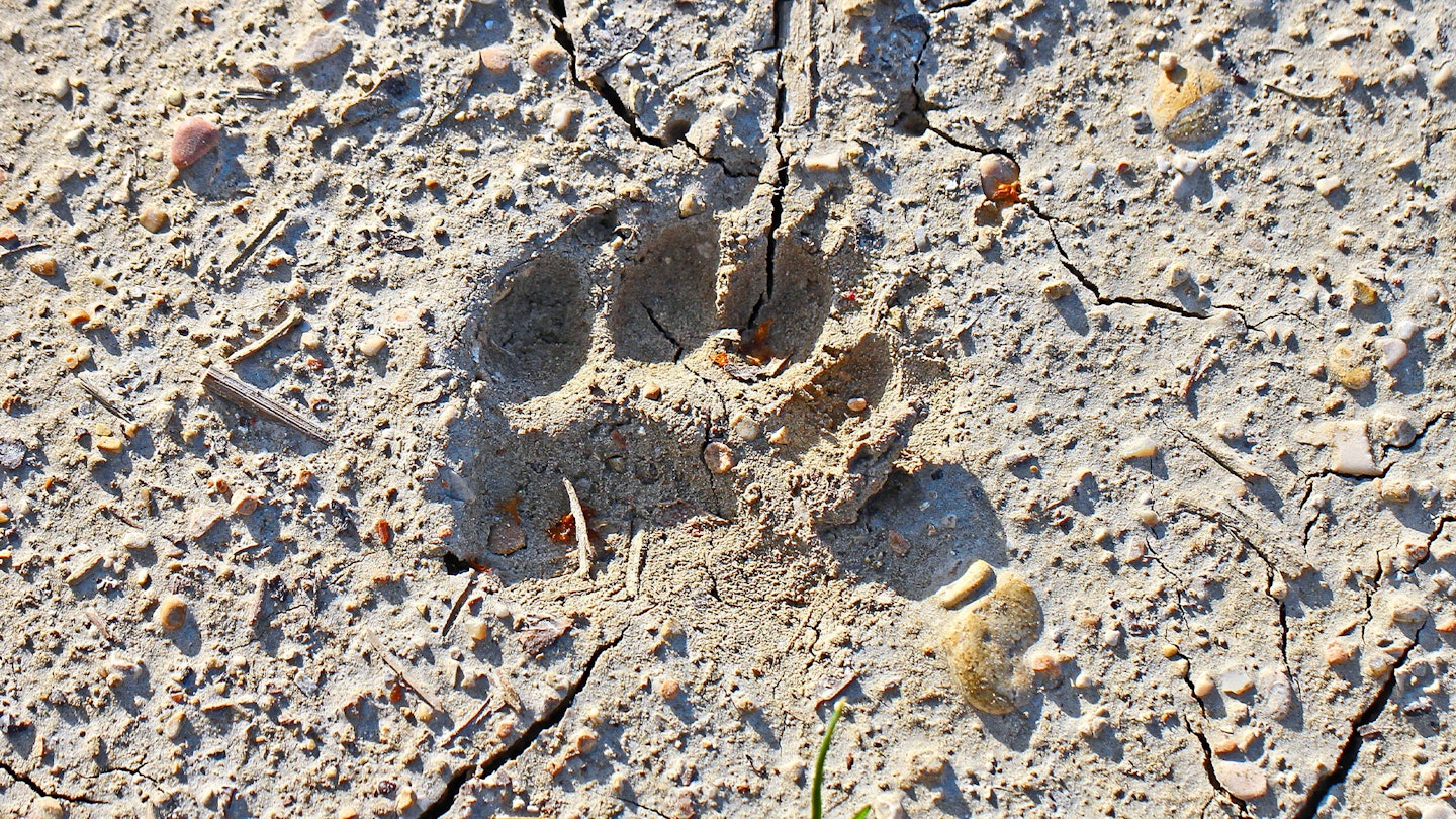 Badger print