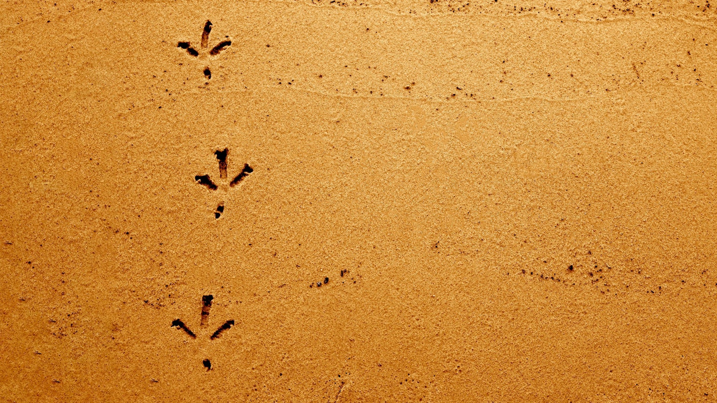Crow prints in sand
