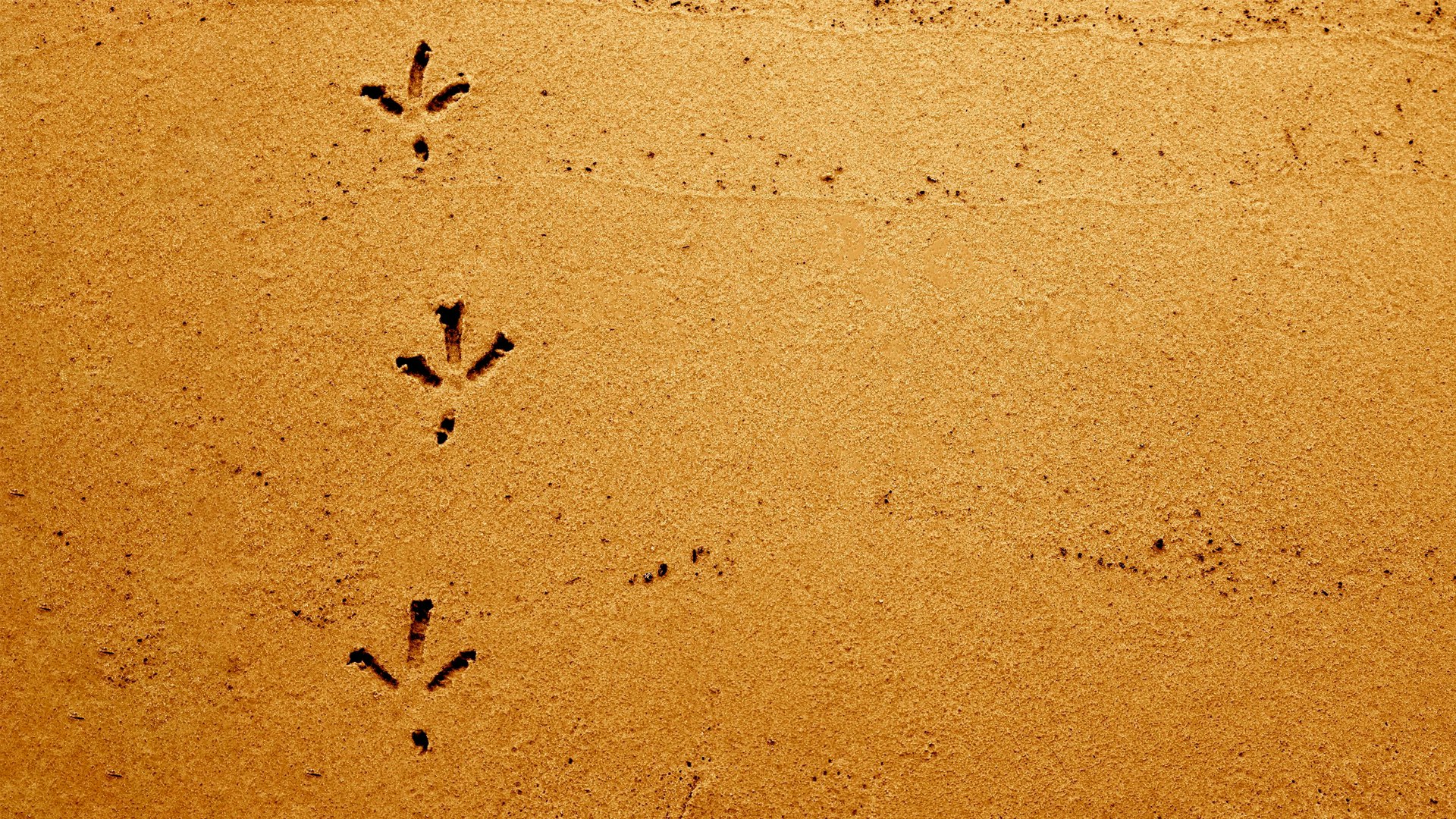 Crow prints in sand